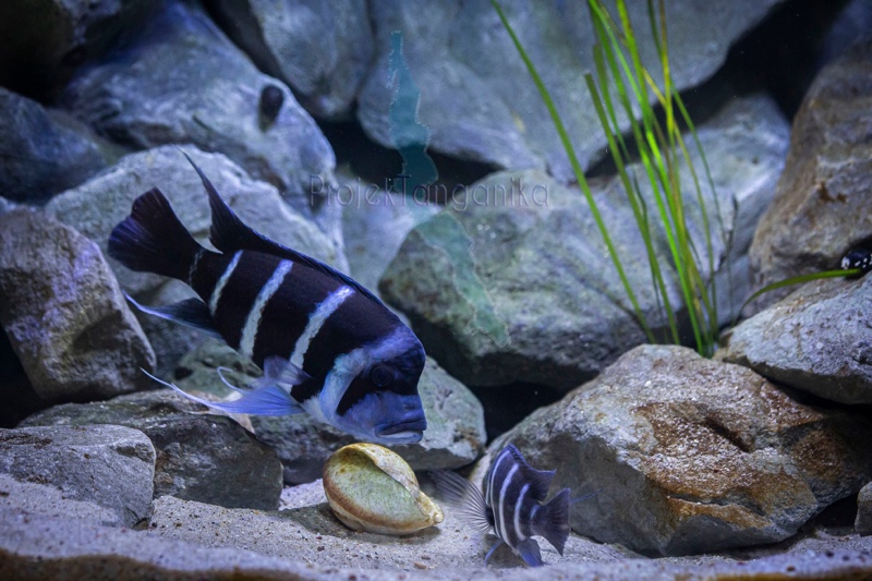 Cyphotilapia gibberosa 'Kapampa'